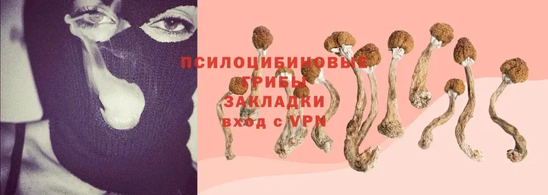 Галлюциногенные грибы Cubensis  наркота  Томск 